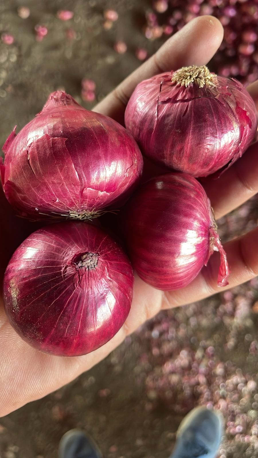 Onion